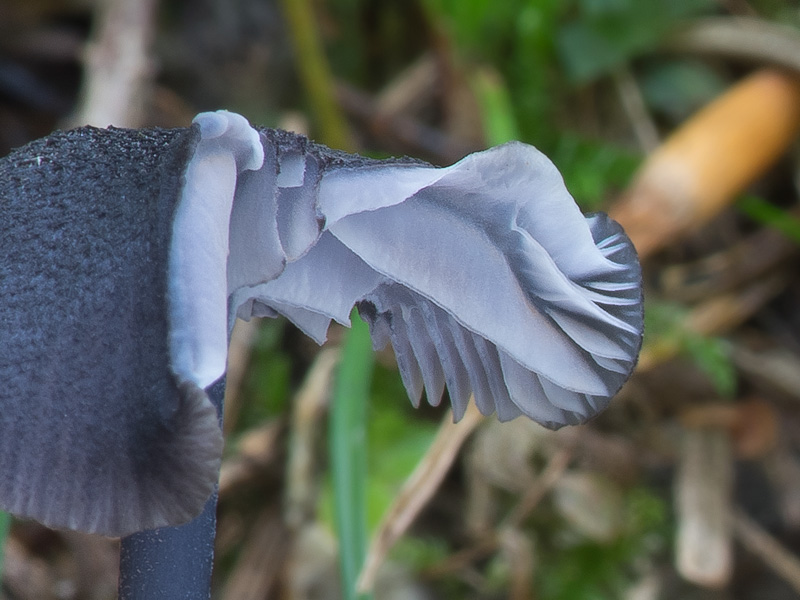 Entoloma chalybaeum